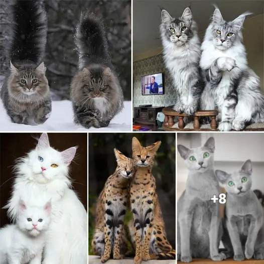 “Discover 10 Gorgeous Cat Breeds That’ll Steal Your Heart”