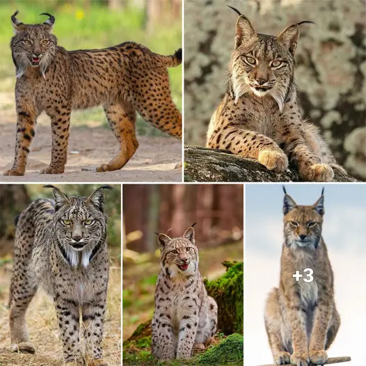 The Iberian lynx, one of the rarest cats on Earth .thi