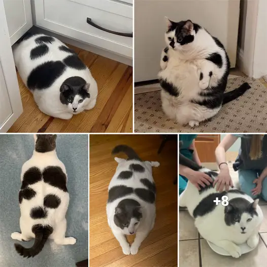 “From Fluff to Fitness: The Heartwarming Tale of Patches, the 40-Pound Cat, Finding a Forever Home and Embarking on a Health Journey”.thi