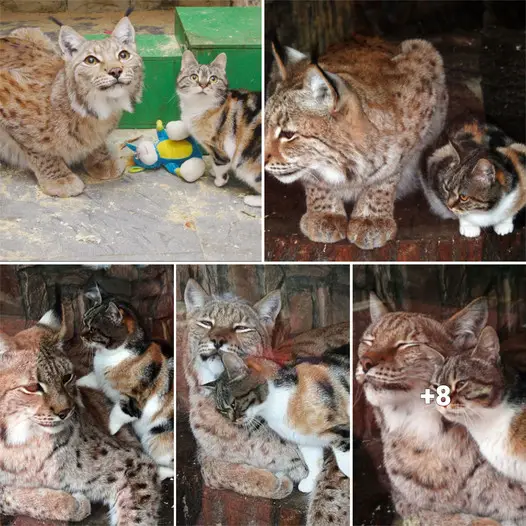 “The Feline Intruder: A Heartwarming Story of a Cat and Lynx’s Unlikely Friendship”