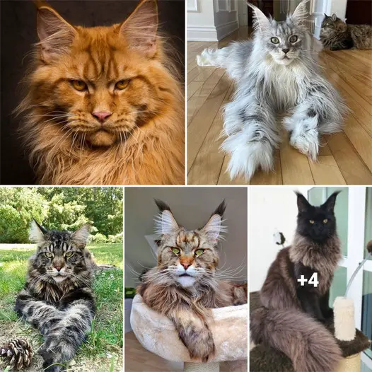 “Behold the Majestic Maine Coon: Giant Felines That Will Make Your Pet Cat Seem Miniature”