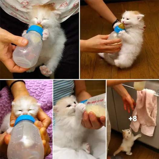 Obsessed Feline: Meet the Cat Who Refuses to Let Go of His Beloved Bottle .thi