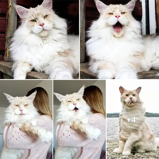 Introducing Lotus, The Majestic Maine Coon Feline – A Purrfectly Fluffy Giant Ball of Cuteness.thi