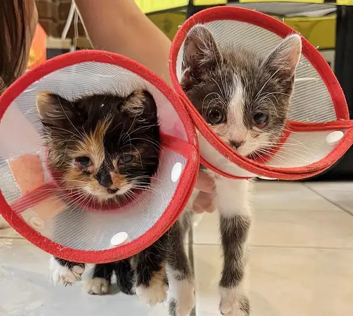 2 kittens who overcame their illness and became close