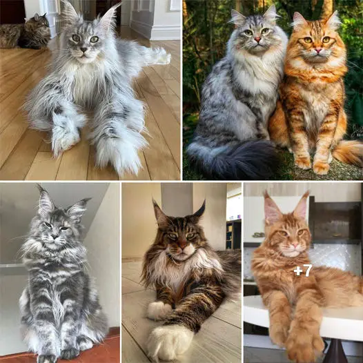 Discover the Top 10 Most Breathtaking Cat Breeds in the World