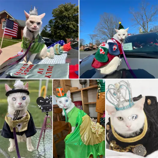 Introducing Prince Snowflake: The Most Eccentric Feline in the Area’s Spotlight.thi