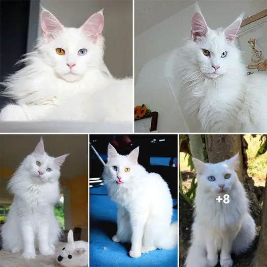 Introduction of a beautiful cat with two different colored eyes that surprises many people.thi