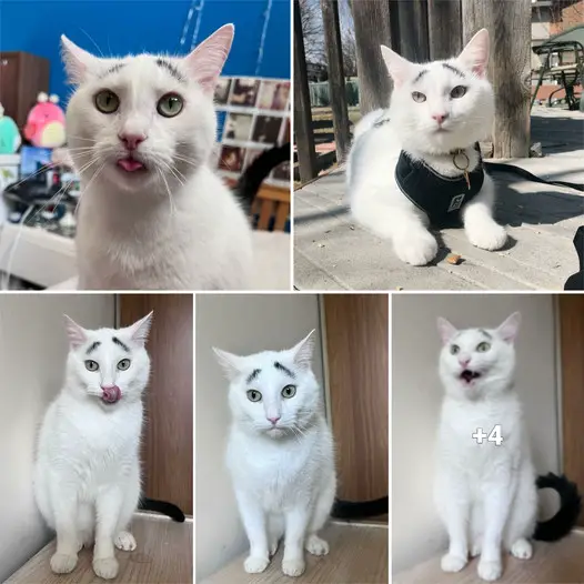 Get to Know Hénri: The Internet-Famous Cat with Eyebrows – An Exclusive Interview.thi