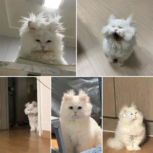 Encounter a cat with a face that looks like yours every morning when waking up to go to work .thi