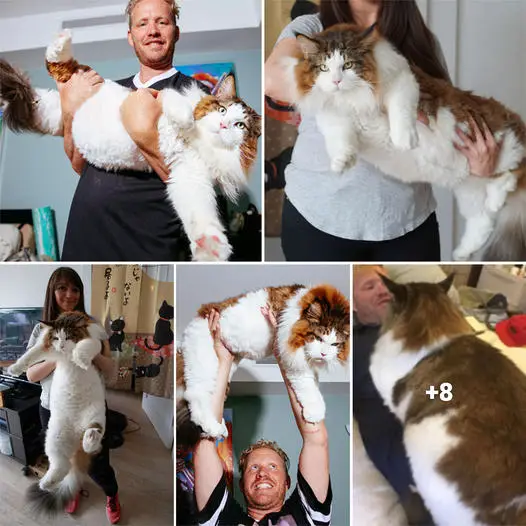 “Big Apple’s Heaviest Feline: Meet the 28-Pound Cat Who Outweighs Bobcats”.thi