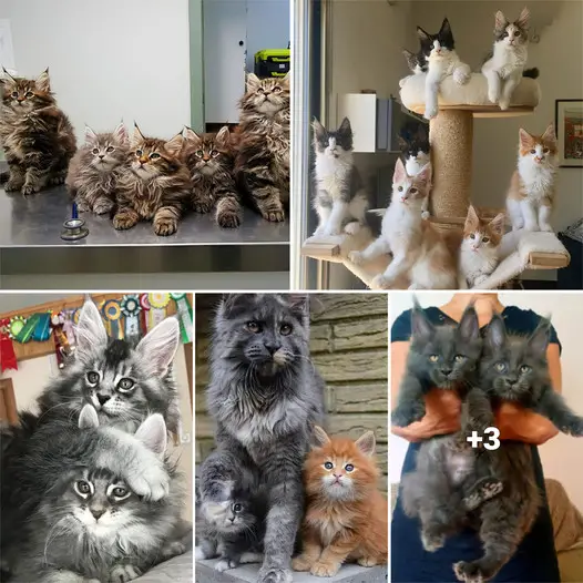 “Growing Giants: 20 Adorable Maine Coon Kittens That Hold the Promise of Size and Cuteness”.thi