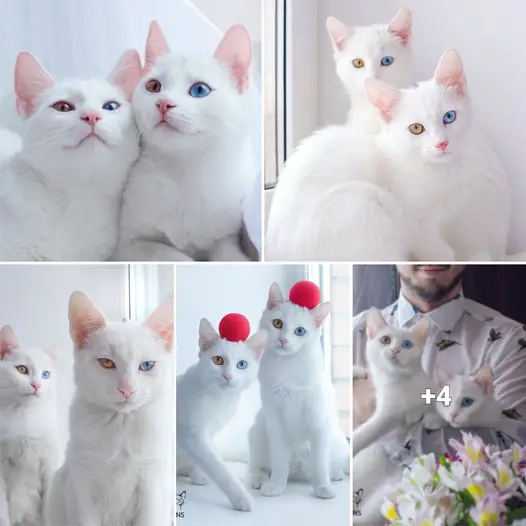 “Insta-Famous Feline Twins: Meet the Sister Cats with Unique Heterochromatic Eyes!”.thi