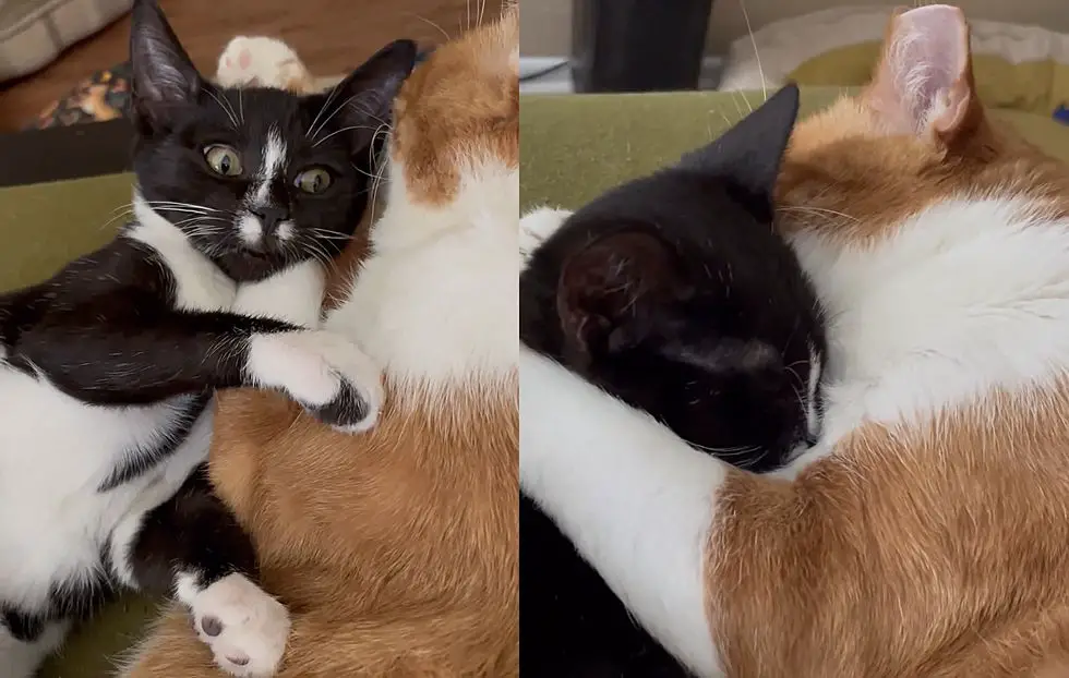 kitten hugs cat