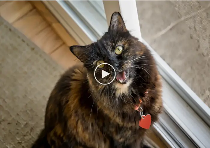 Cat Tells Owner ‘Love You’ In Tearjerking Video