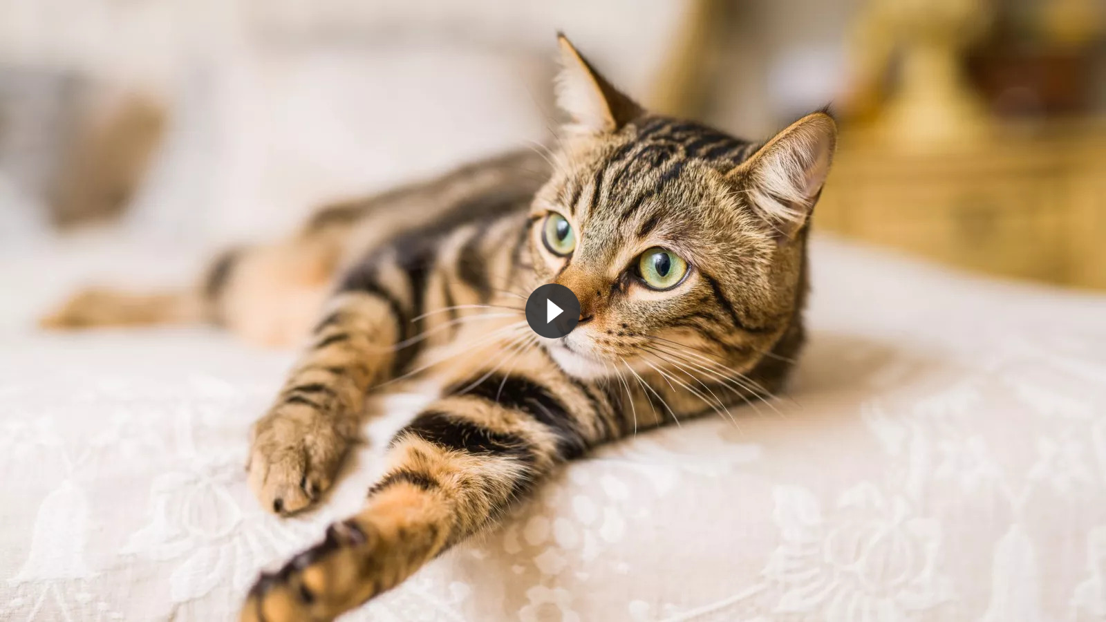 Cat Who ‘Loves’ Making the Bed With Owner Every Day Delights Viewers