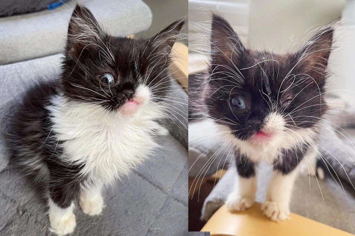 Kitten Runs Up Family’s Driveway with a ‘Wink’ on Her Face and Asks to Be Let in