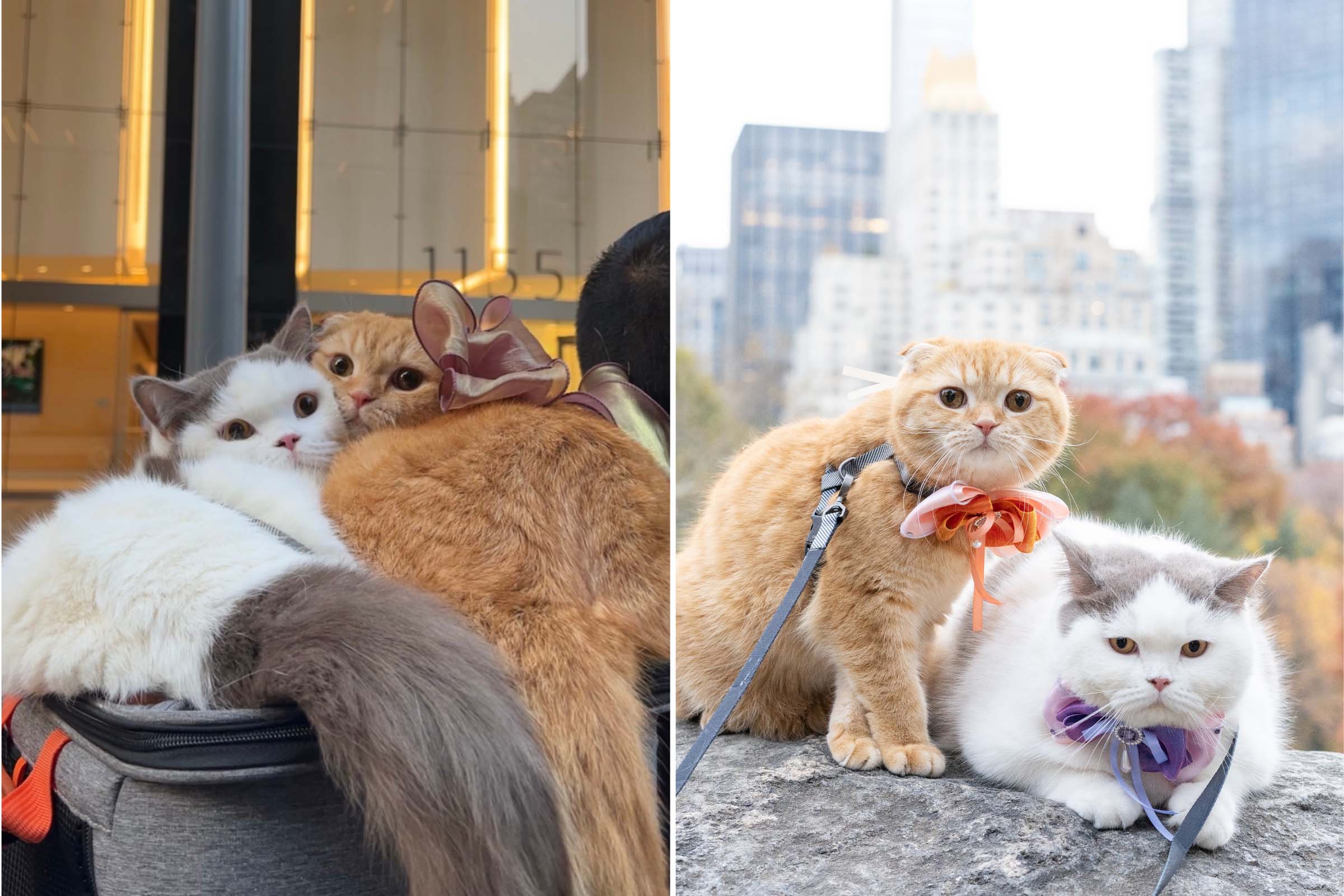 Cat Siblings Enjoying Their 6-Hour Flight From NYC to LA Delights Viewers