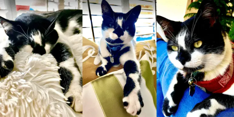 Iilla. “Spot the Style of Ziggy-Kai: An Awesome Feline Rescuer with Unique Spots” .iilla