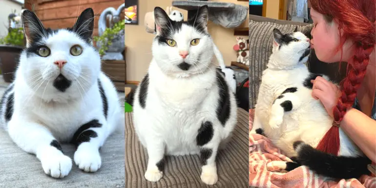 “Big-Hearted Keith: Meet the Unique Feline Who’s Also a Cow” .ngoctrai