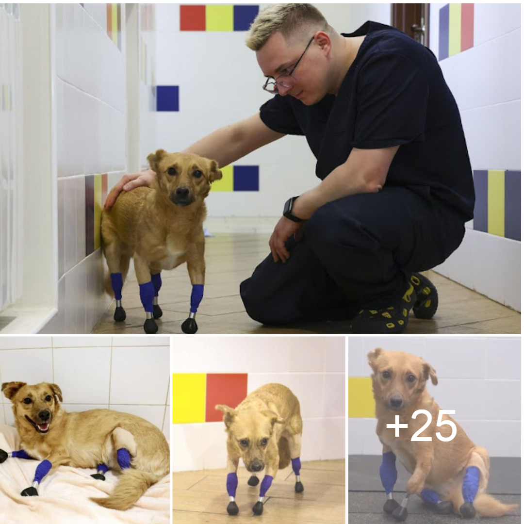 Monika the Rescue Dog Gets a Second Chance at Life with Four Prosthetic Legs.tele