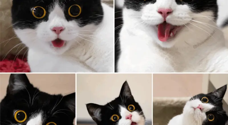 Meet Izzy: The Cat Whose Expressive Face Says It All.thi