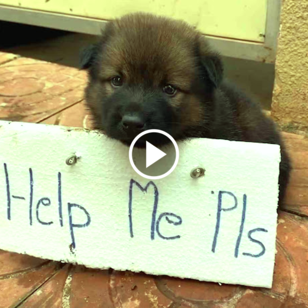 0hh Adorable abandoned puppy with a sign on his body is helplessly begging for human help when almost no one cares about it. 0hh