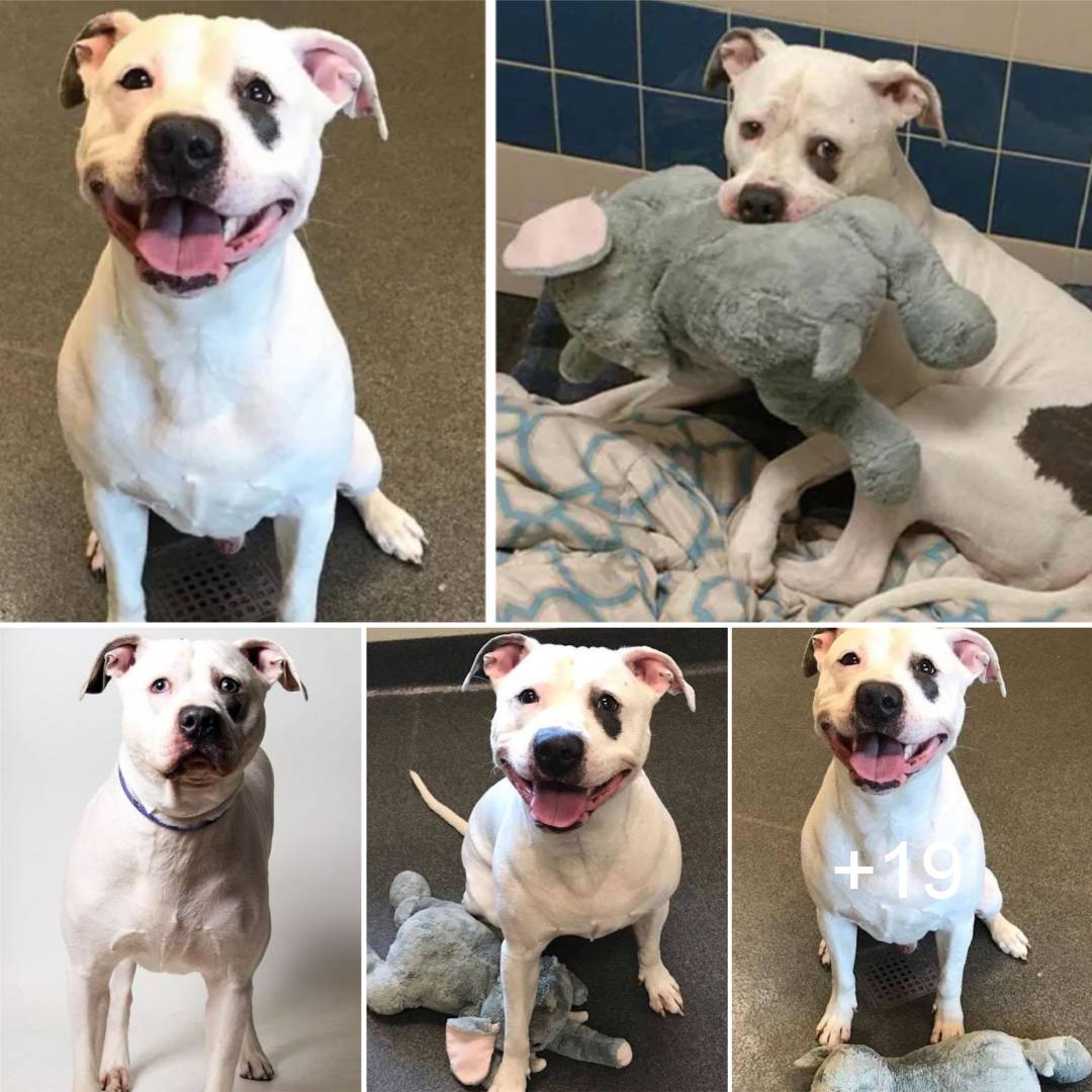 0hh A once-sad shelter dog whose only friend was his beloved elephant toy experiences a heartwarming transformation as he learns that he and his cherished toy are getting a new home. 0hh