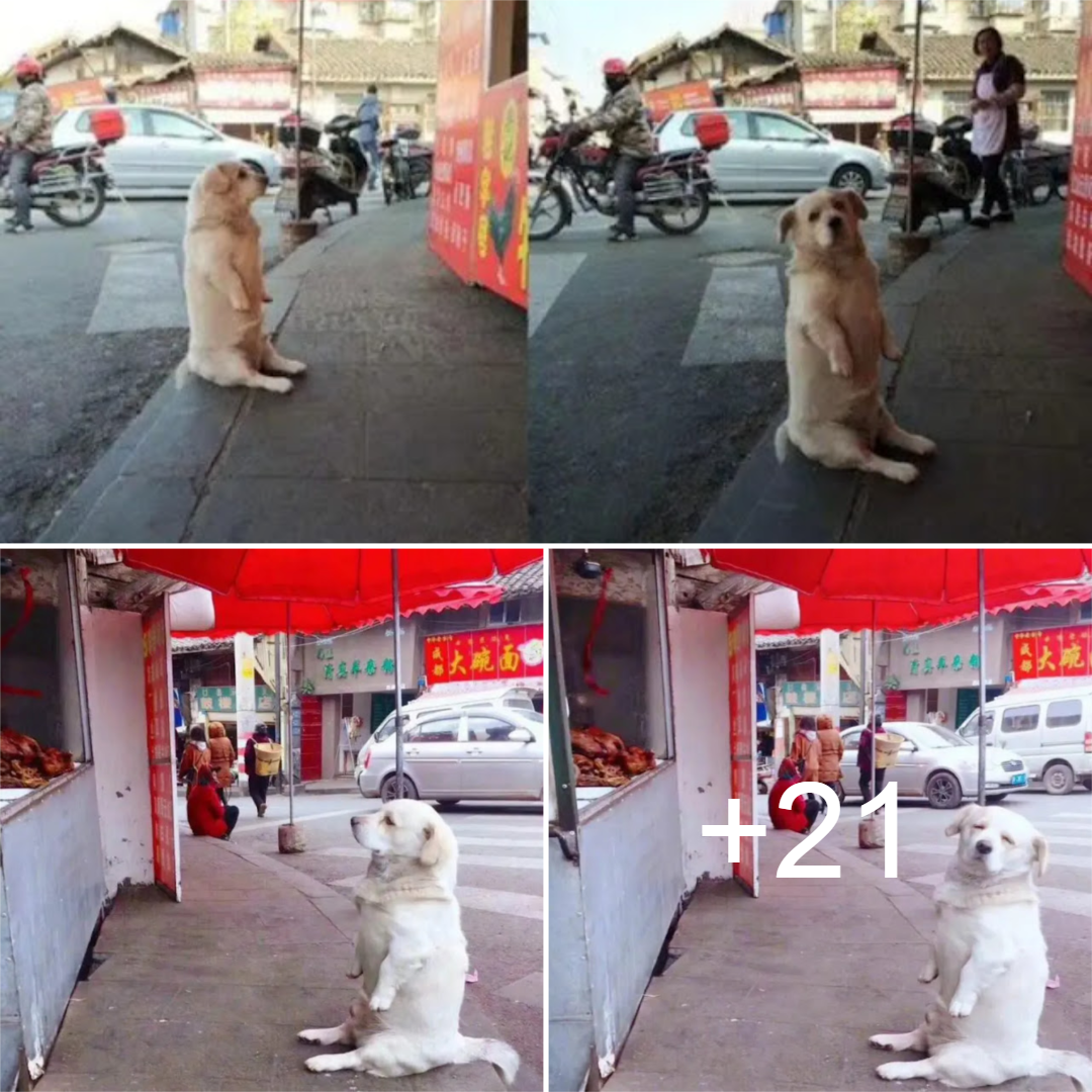 A dog melts hearts as he patiently waits for free fried chicken from a stall, capturing the hearts of netizens with his irresistible charm. thi