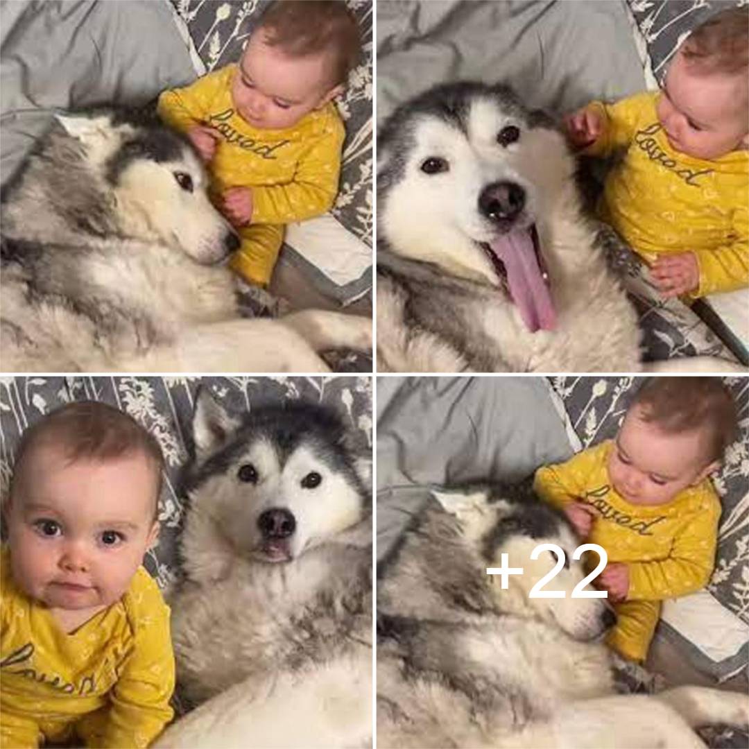 Husky Melts Hearts While Hugging Baby Sister As They Sleep. thi