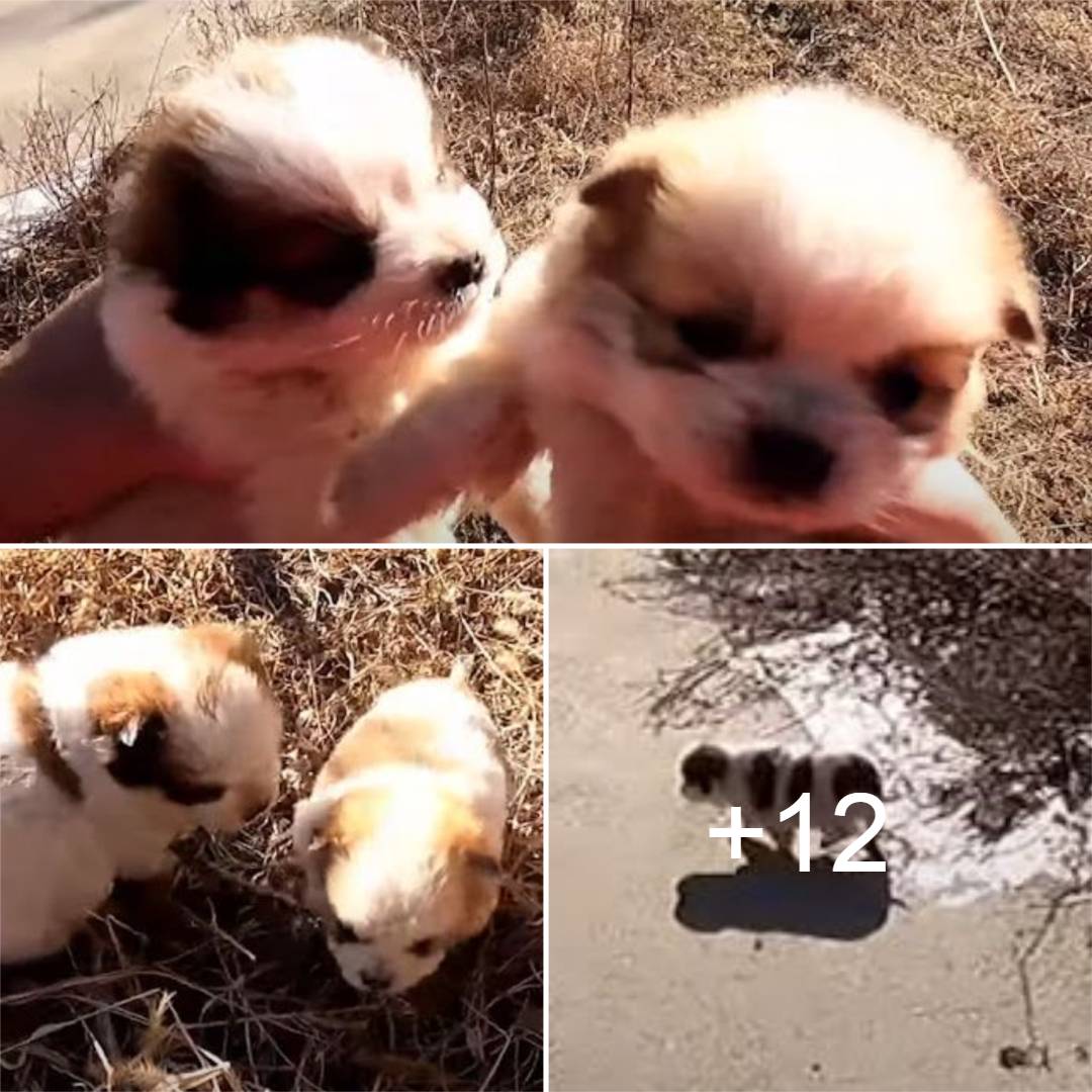 Miracle at the River: Meet Daisy and Oliver, the Adorable Orphan Pup Siblings Rescued from Hiding in the Grass. thi