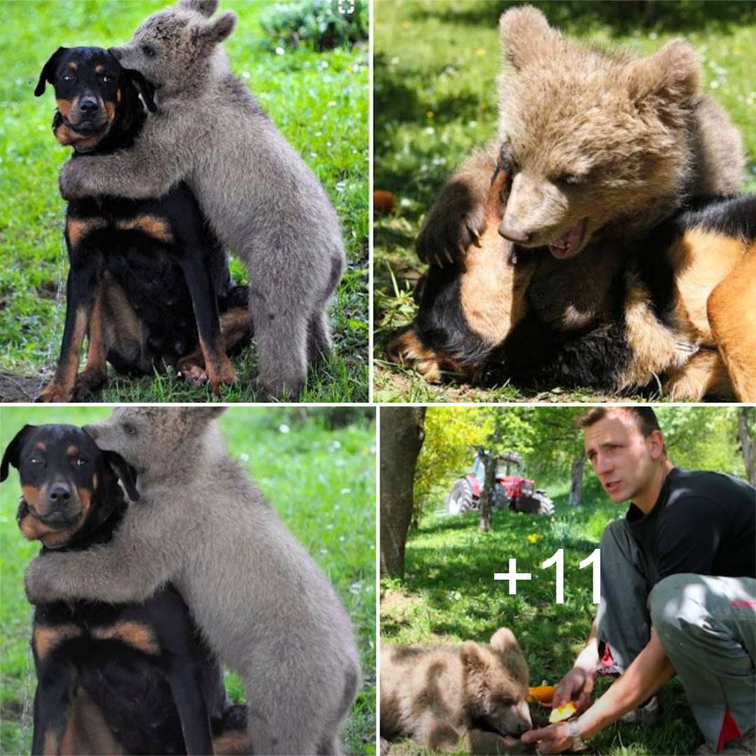 Bear Cub Visits Family’s Garden, Embraces The Dog After He Attempts To Bark And Warn The Owners.tele