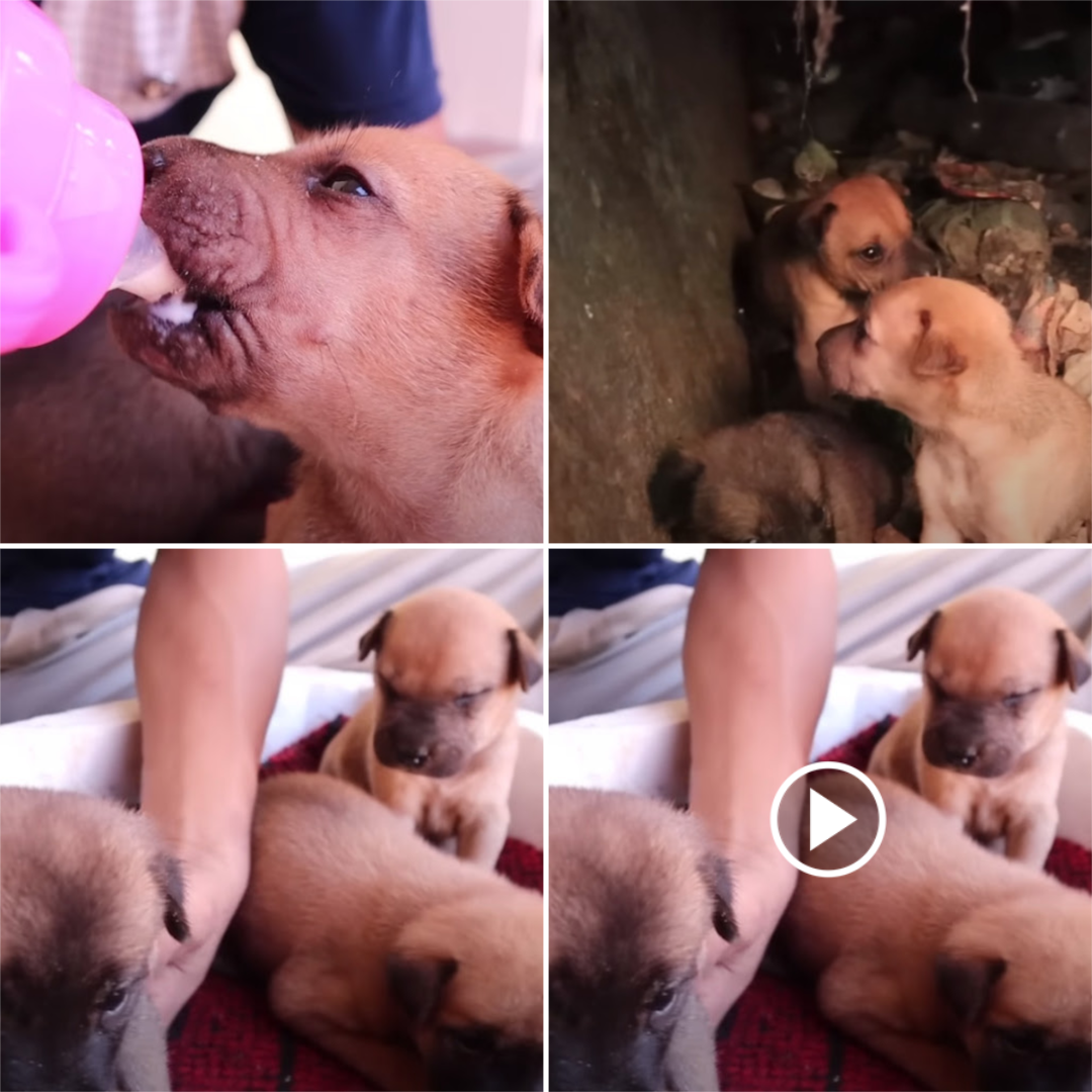 Against All Odds: The Incredible Rescue of Six Helpless Puppies Abandoned on Train Tracks After Losing Their Mother.tele