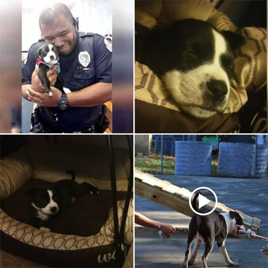 Cop Responds To Call At Animal Shelter, And Then He Can’t Put Down Tiny Rescue Puppy. tele