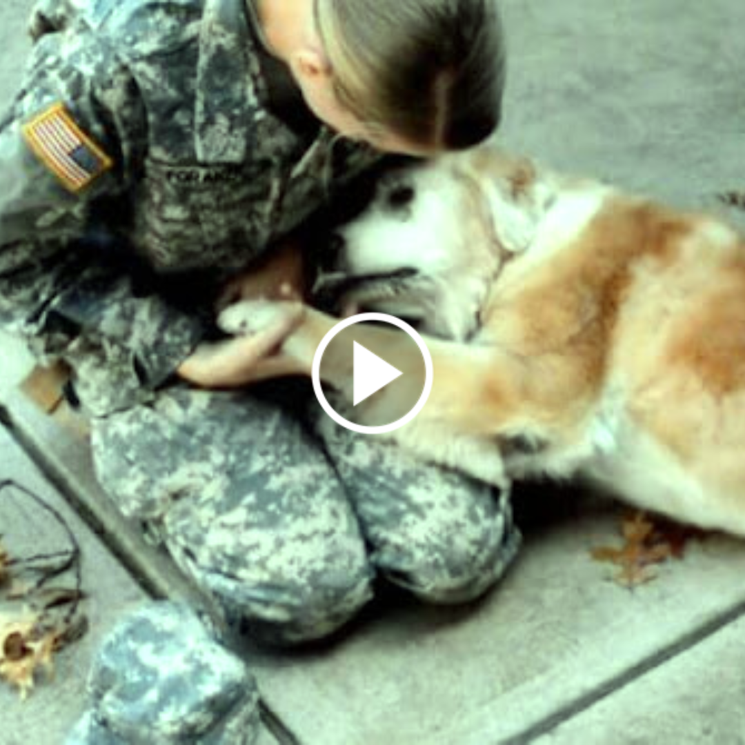 Elderly Dog Bursts Into Tears Of Joy When He Reunites With His Best Friend From The Army.thi