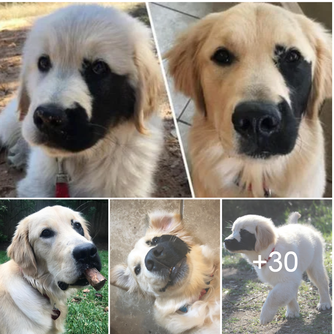 Meet Enzo, A Golden Retriever Born With A Rare Genetic Mutation, This Made Him More Special And Adorable