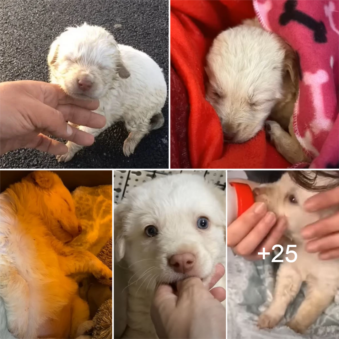 Abandoned puppy rescued by a kind-hearted woman in the middle of the road.thi