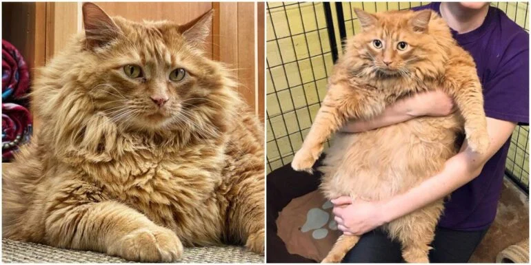 “Bazooka the 35-Pound Ginger Tabby Takes the Internet by Storm” .thi