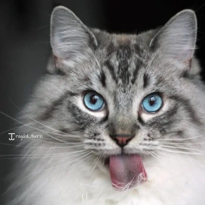 “A Purr-fect Pal: Memories with Thorin, the Chatty Cat”