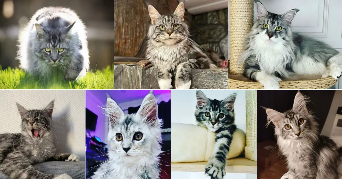 iilla. “Adore These 17 Charming Maine Coon Cats with Silver Tabby Fur” .iilla