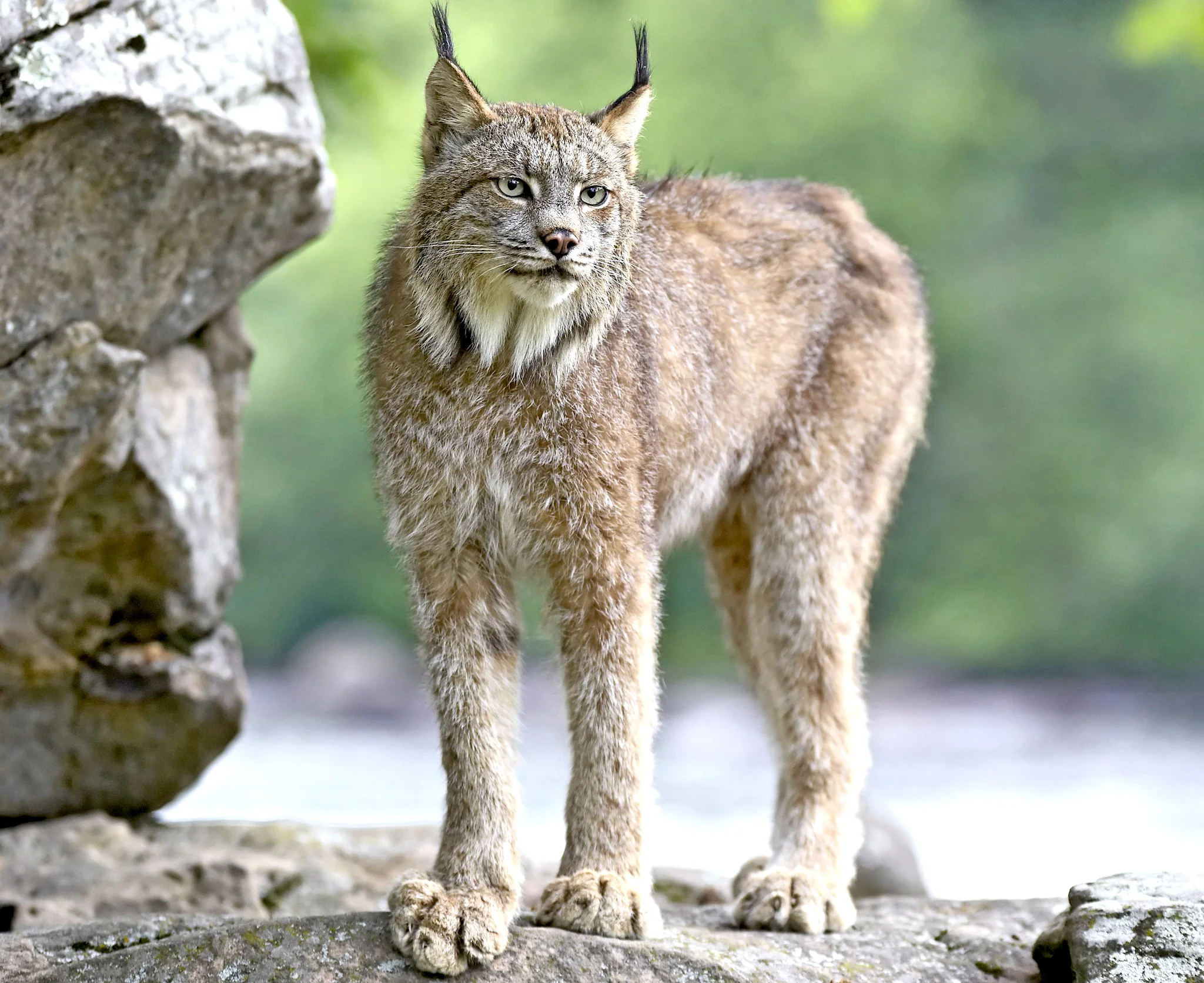 iilla. “Legends of the Lynx: Discovering the Last Surviving Big Cat in Britain” .iilla