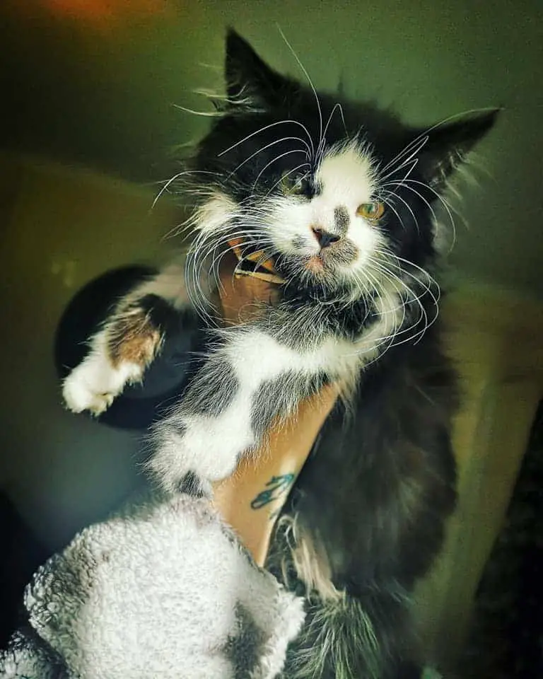 A Feline Fairytale: How a Precious Kitten Found Her Forever Family Through Rehoming.thi