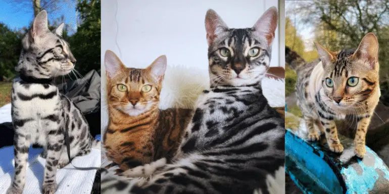 iilla. Cheeky Bengal Duo Named Tala And Mara Adventure Across Scotland .iilla