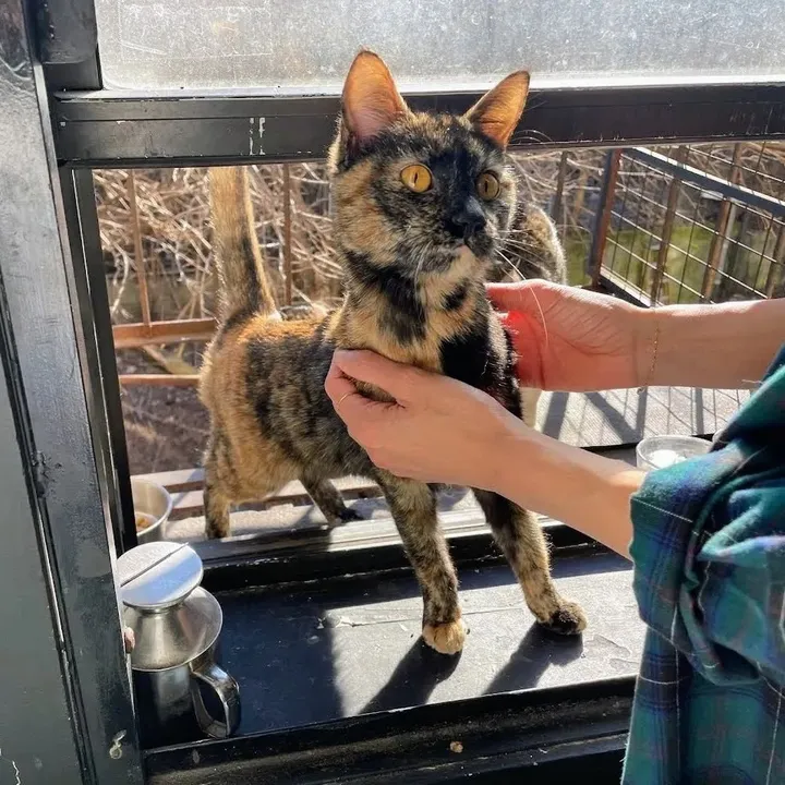 Stray Cat Scales a Fire Escape to Enter a Home, Changing Her Life Forever