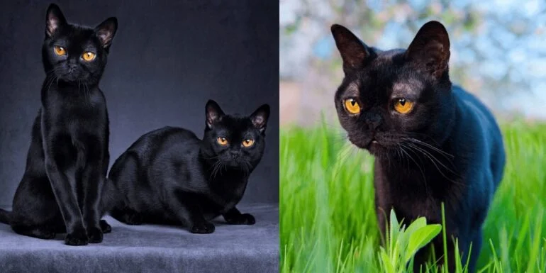 iilla. All About The Bombay Cat Breed .iilla