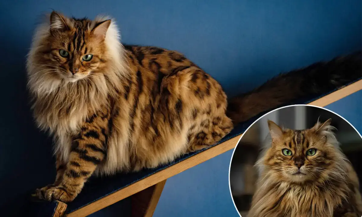 Introducing Cezar: The Cashmere Bengal Feline Resembling a Cute Miniature Lion.thi