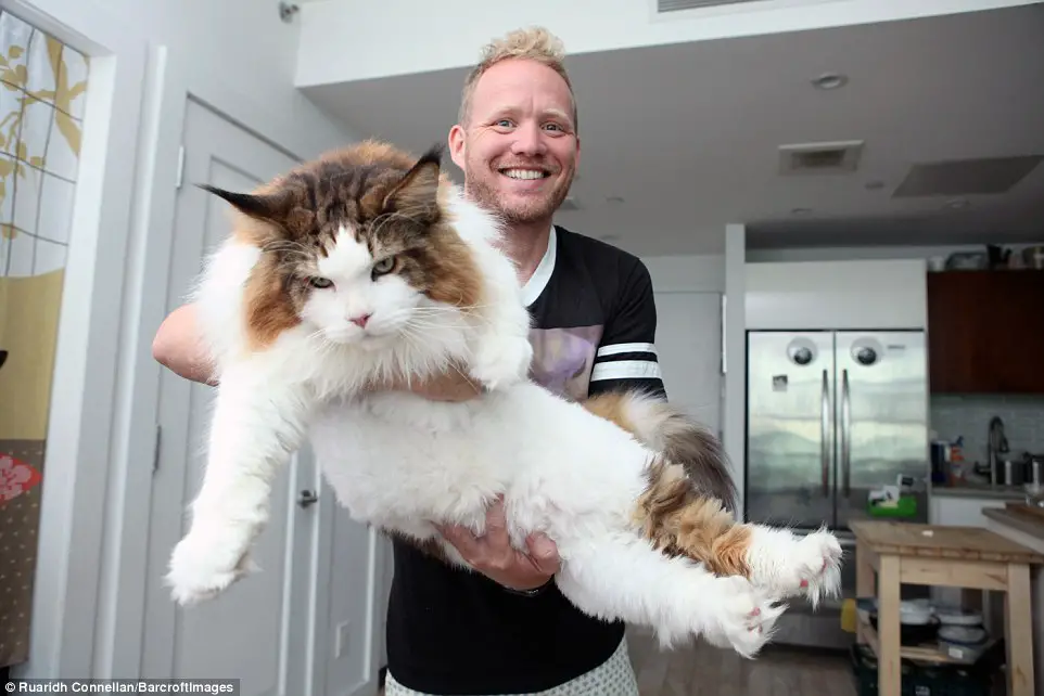 iilla. “Meet Samson: The Big Apple’s Heaviest Feline, Weighing in at 28lbs and Measuring 4ft Long!” .iilla