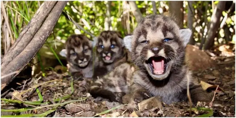 “The Joyful Arrival: Three Mountain Lion Cubs Bring Renewed Hope to the Wild”