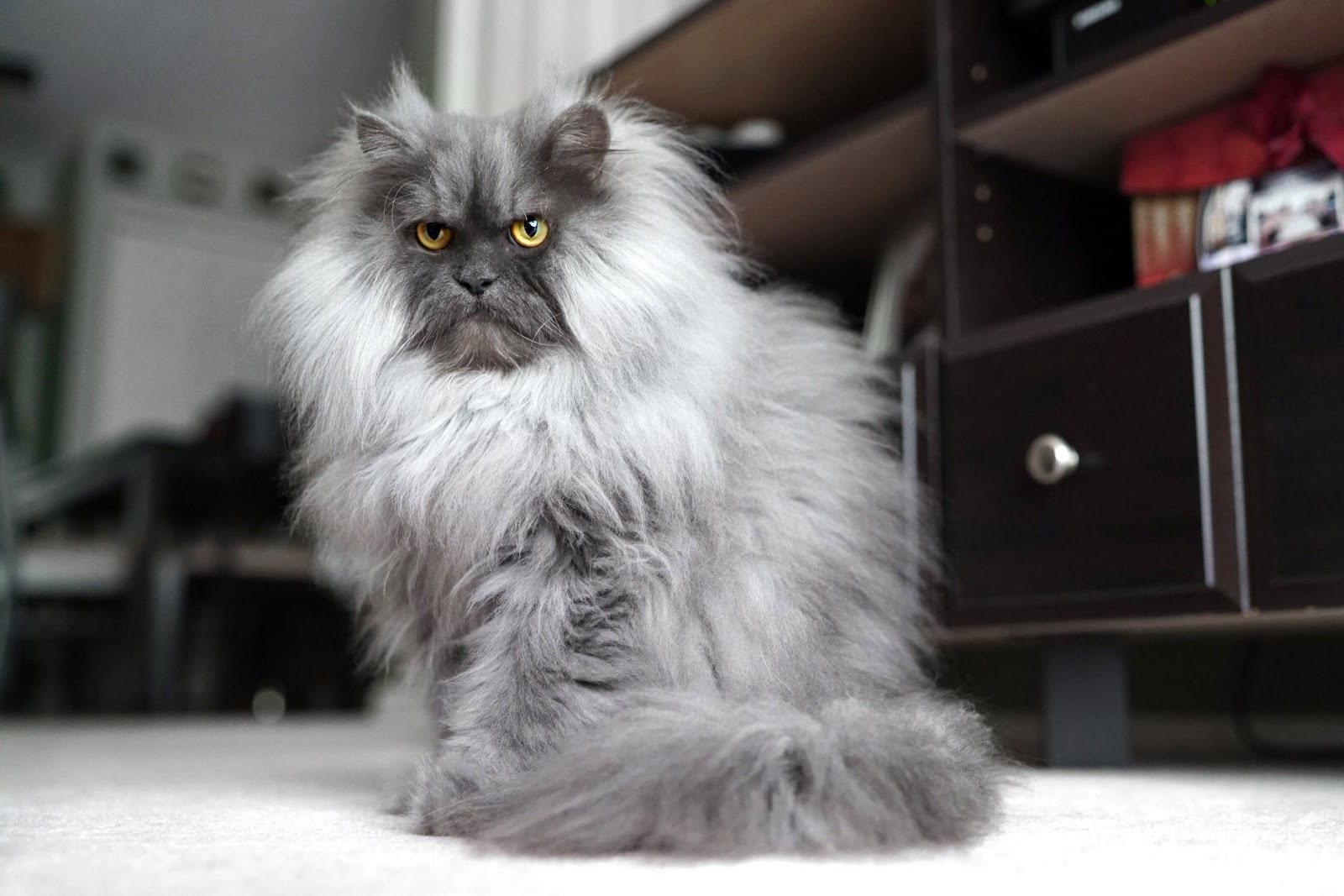 iilla. Meet Juno: The ‘Angry Cat’ with Totally Rad Fur – A One-of-a-Kind Feline Sensation .iilla