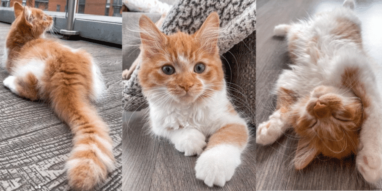 iilla. Ginger Rescue Cat Named Starfish Is The Cutest Kitten Across The Pond .iilla