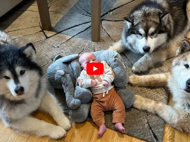 0hh Meet The World’s Safest Baby that is Protected by Three Giant Dogs. 0hh